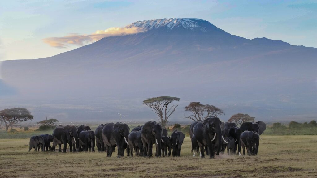Kilimanjaro 1024x576 1